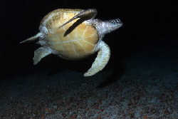 Green Sea Turtle at Night in Cave by Martin Dalsaso 